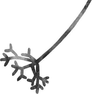 Chez Kentaro シェ・ケンタロウ｜鎌倉、北鎌倉で本格フレンチChez Kentaro シェ・ケンタロウ。鎌倉、北鎌倉で本格フレンチをお気軽にお楽しみください。